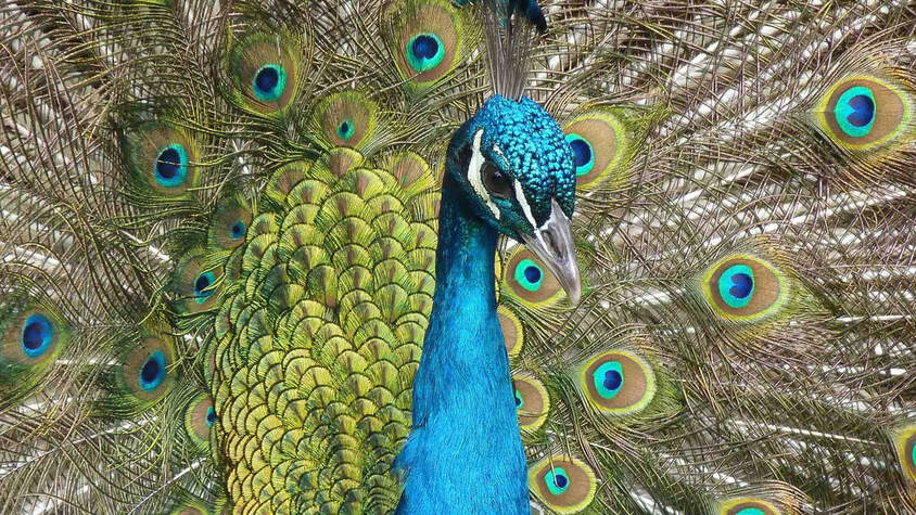 A Beautiful Peacock in Bakira